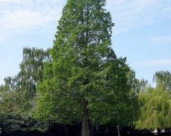 Redwood Tree Seeds Etsy