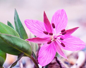 ros graines fireweed Chamaenerion angustifolium seeds great willowherb ros graines fireweed Chamaenerion angustifolium seeds great willowherb