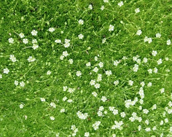 Perennial 300 seeds IRISH MOSS Heath Pearlwort Lawn Sagina subulata