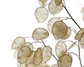 Money Plant Seeds Lunaria Biennis Seeds White Flower Money Plant Seeds Honesty Plant Seeds Silver Dollar Seeds