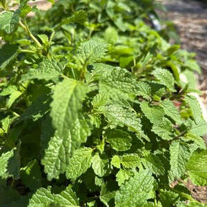 Bulk Lemon Balm Herb | 1 LB Lemon Balm Leaf | Cut and Sifted Sweet Balm Herb | Lemon Balm Tea |Sweet Melissa Herb | Sweet Leaf Herb | Balm| image 8