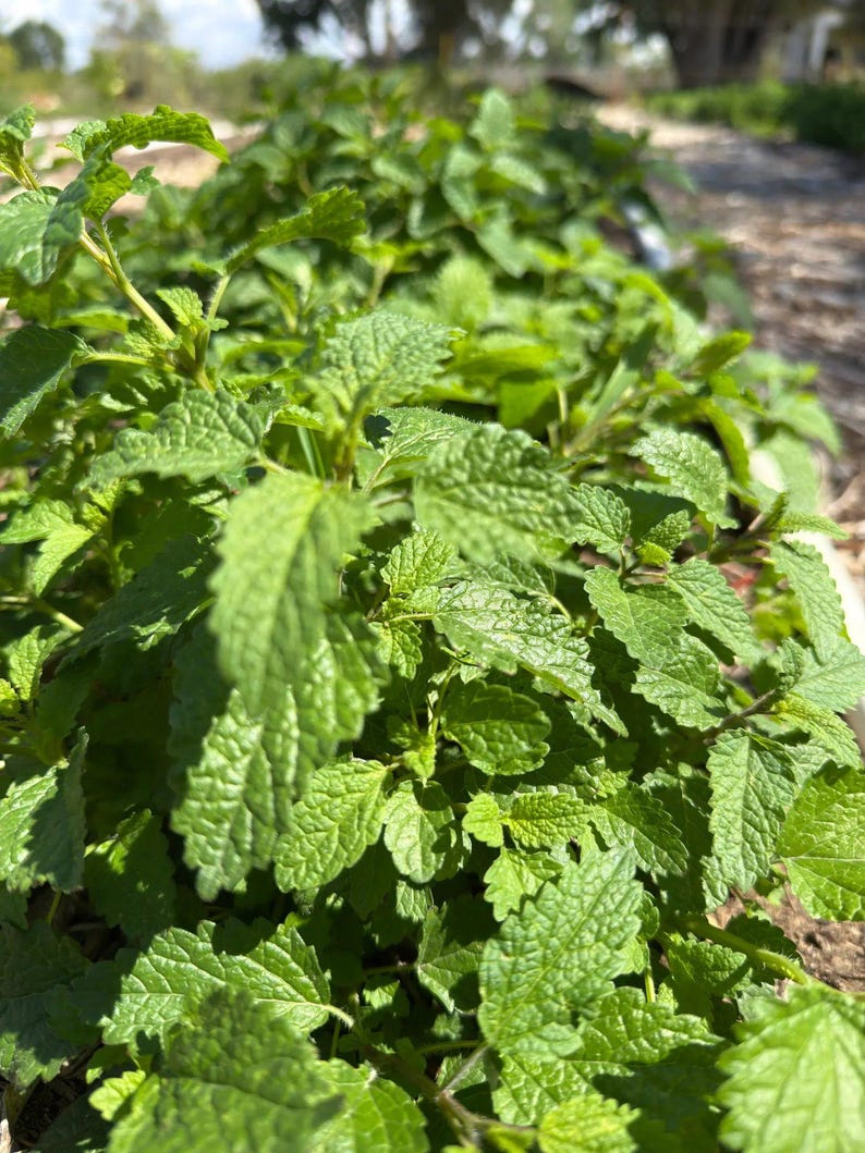 Bulk Lemon Balm Herb | 1 LB Lemon Balm Leaf | Cut and Sifted Sweet Balm Herb | Lemon Balm Tea |Sweet Melissa Herb | Sweet Leaf Herb | Balm| image 8