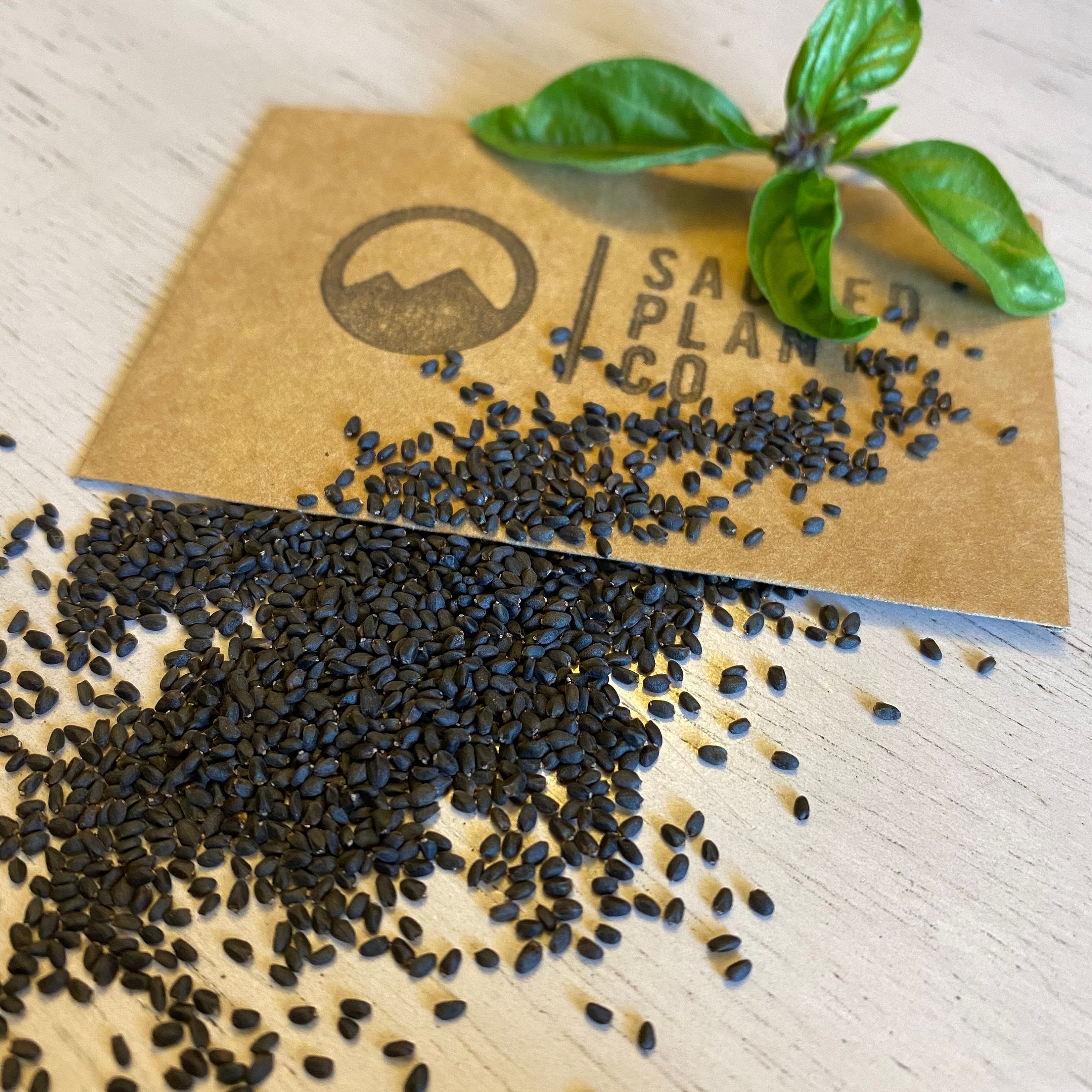 Cinnamon Basil Seeds Mexican Spice Basil Seeds Mexican Etsy Israel