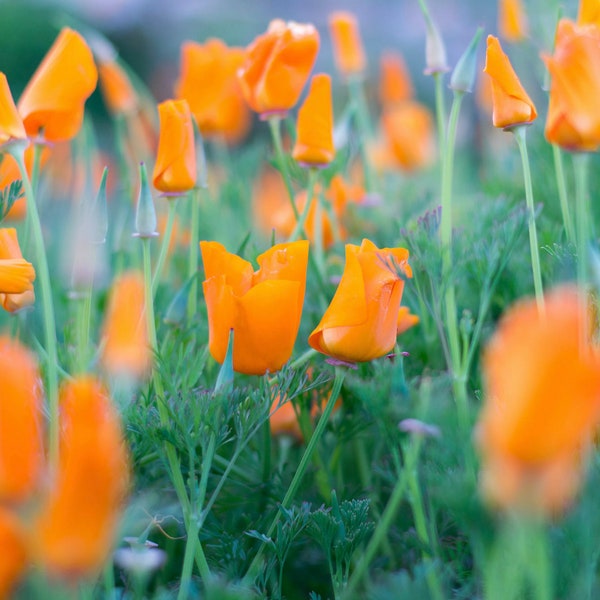 Bulk California Poppy Herb | California Sunlight Herb | Golden Poppy Herb | Eschscholzia Californica Herb | Pavot d'Amérique Herb