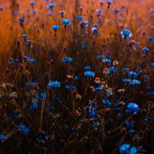 Cornflowers at sunset.