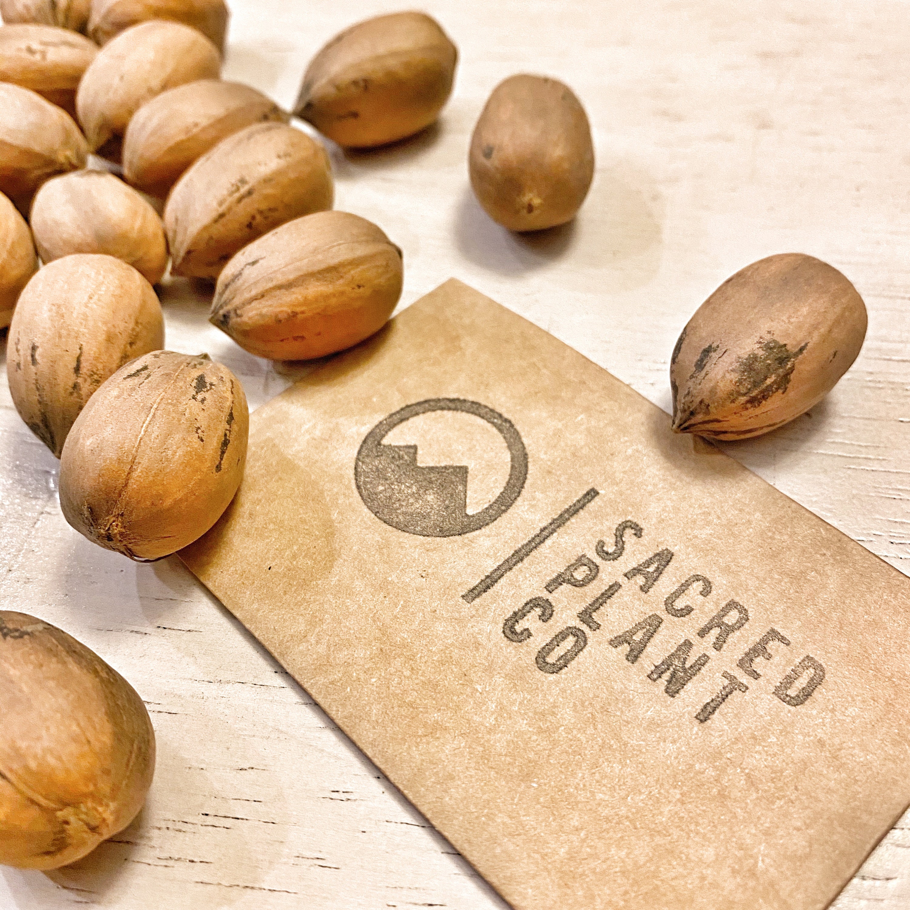 Free US Shipping Pecan Carya illinoinensis 10 Seeds Free US Shipping Pecan Carya illinoinensis 10 Seeds
