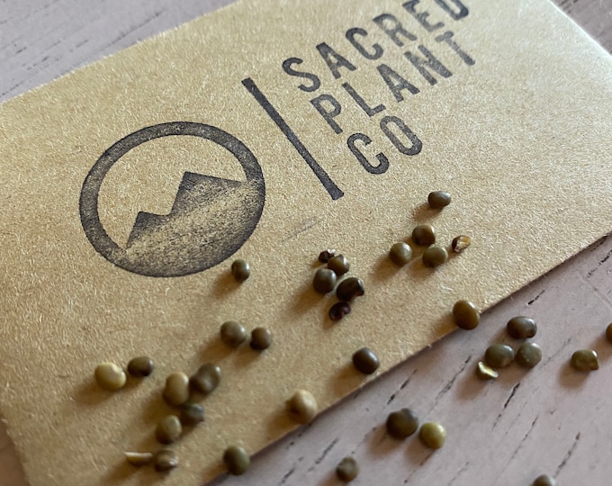 Licorice Seeds Licorice Root Seeds Glycyrrhiza Glabra Seeds Liquorice Seeds Spanish Licorice