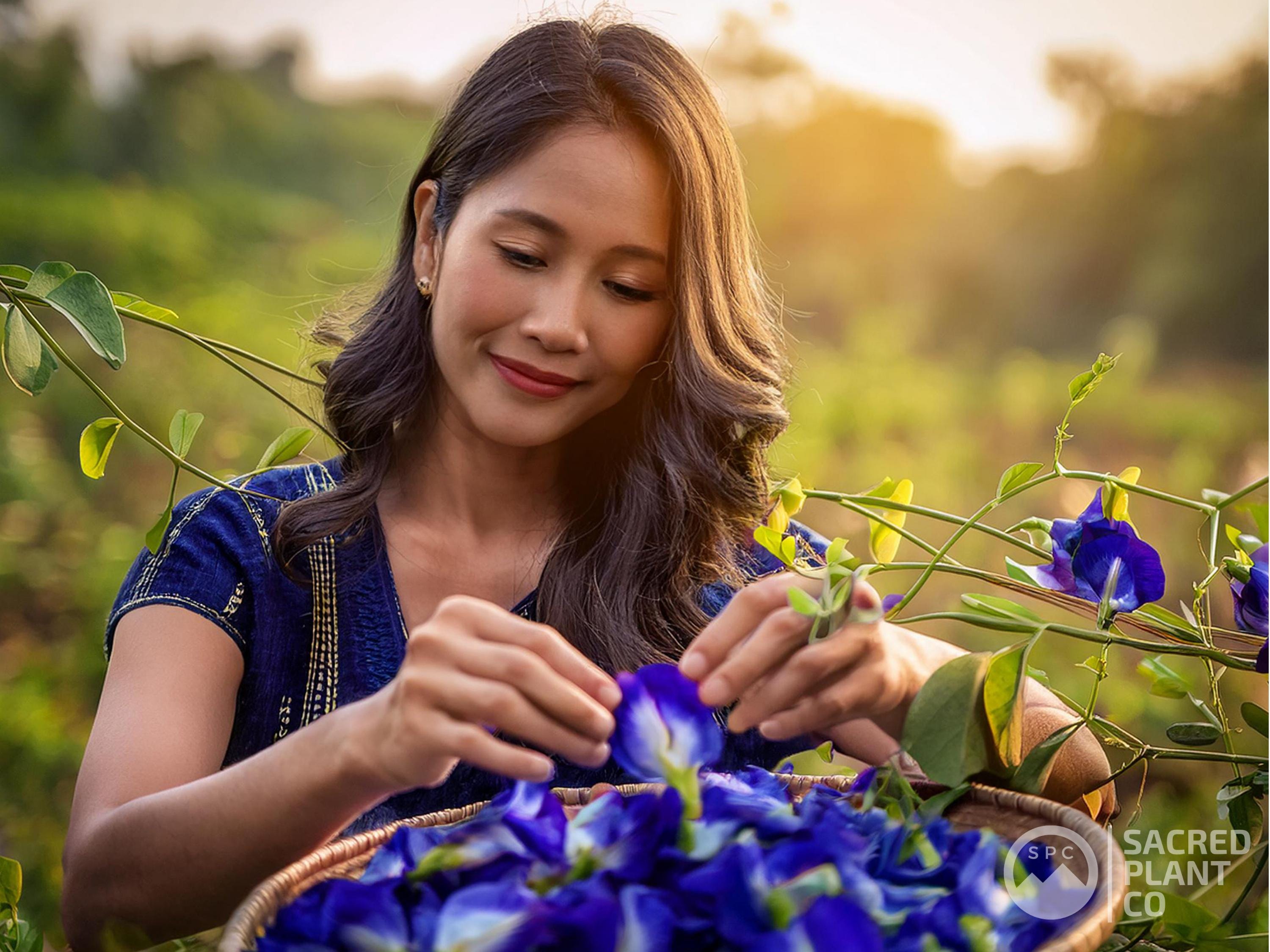 Fiori Di Pisello Farfalla Blu (Clitoria Ternatea) 50g - Essiccati, Naturali, Senza Caffeina - Foto 4