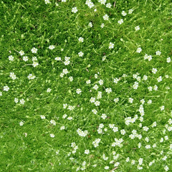 Irish Moss Seeds | Irish Moss Ground Cover Seeds | Sagina Subulata Seeds Raw & Pelleted Irish Moss Seeds