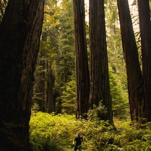 Sequoia Redwood Trees.