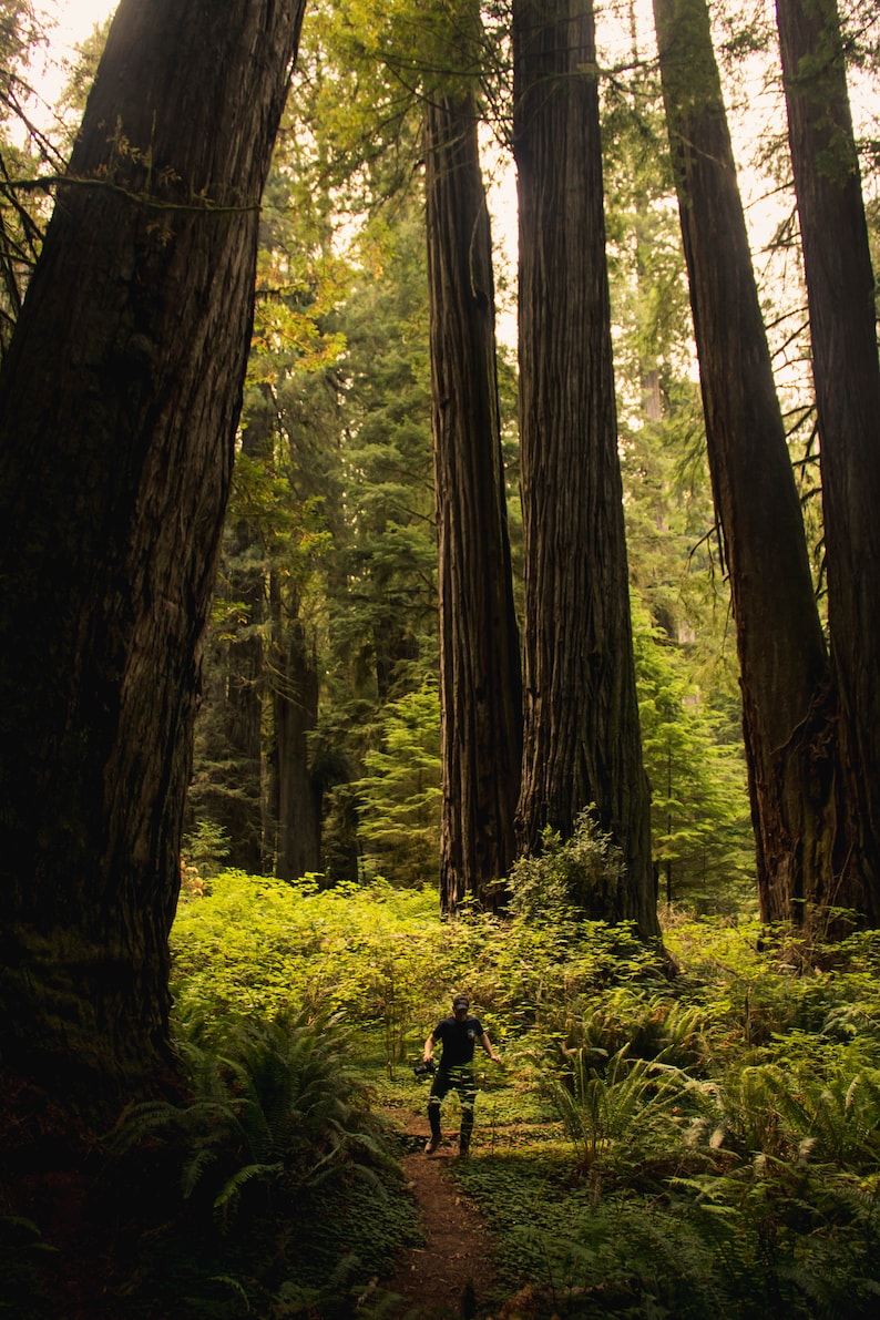 Sequoia Redwood Trees.