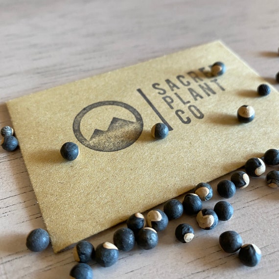 Balloon Vine Seeds Heartseed Heart Vine Seeds Etsy