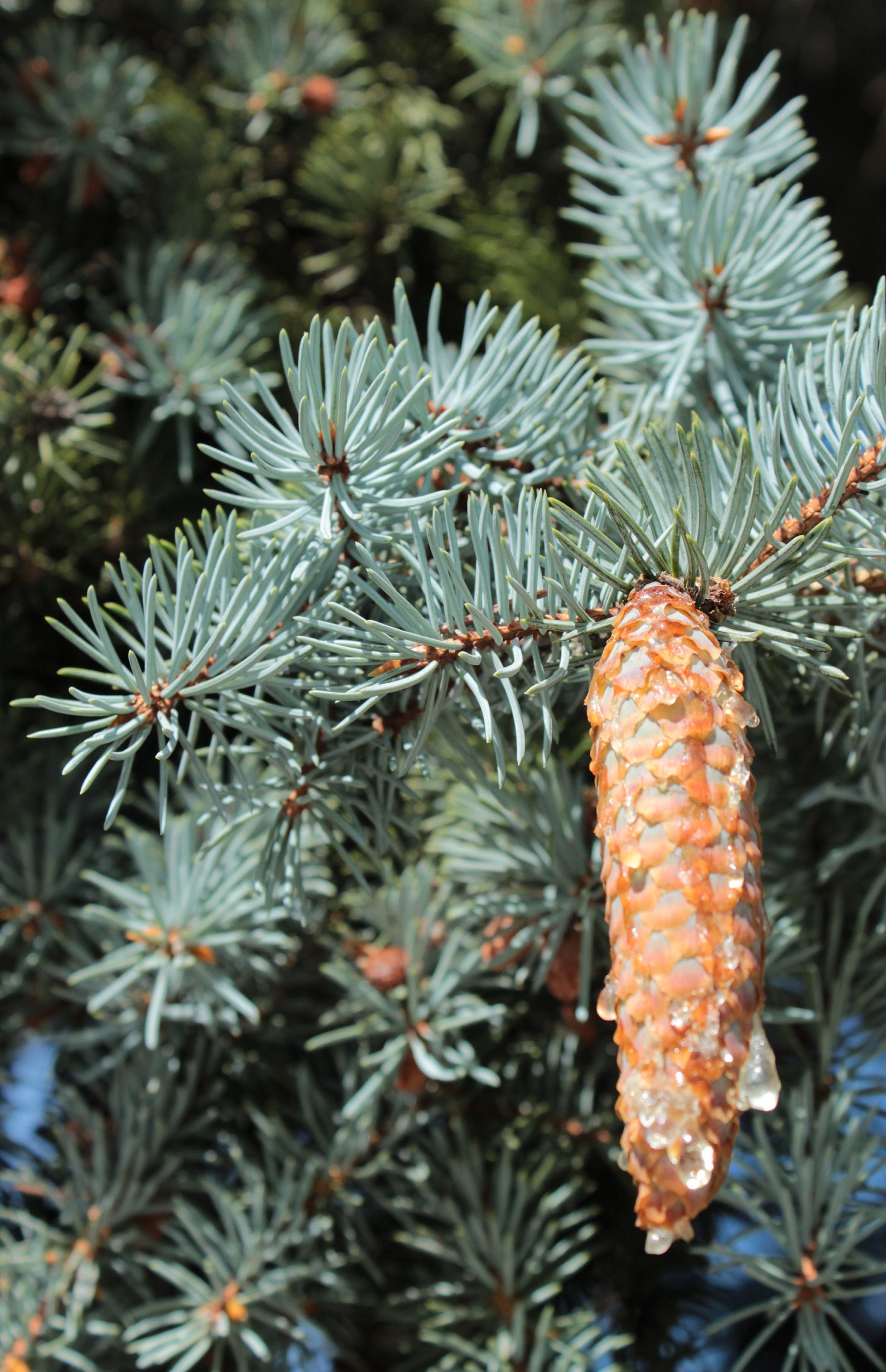 Blue Spruce Seeds Colorado Blue Spruce Tree Seeds Picea Etsy