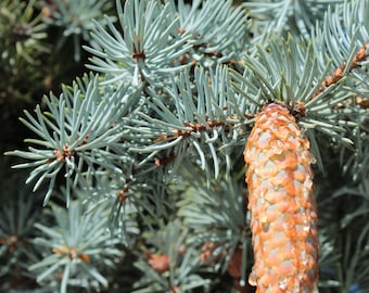 Blue Spruce Seeds | Colorado Blue Spruce Tree Seeds | Picea pungens glauca Seeds | Picea pungens Seeds | Green Spruce | White Spruce