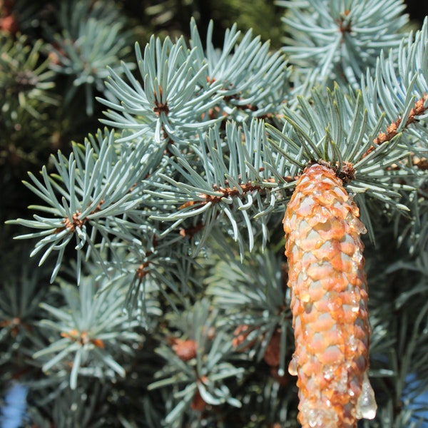 Blue Spruce Seeds | Colorado Blue Spruce Tree Seeds | Picea pungens glauca Seeds | Picea pungens Seeds | Green Spruce | White Spruce