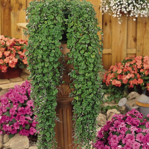Dichondra Seeds Emerald Falls Multi Pelleted Seeds 25 thru 100 Pelleted Seeds
