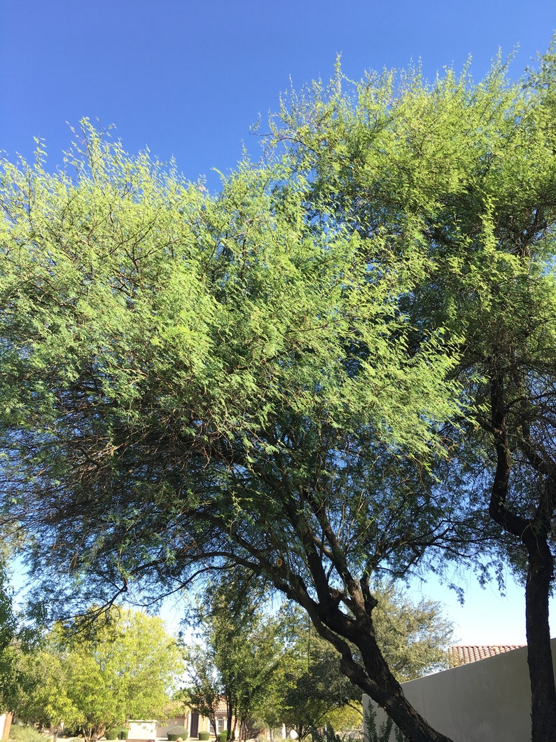 Sweet Acacia Tree Seeds Xeriscape Drought Resistant Easy to Etsy