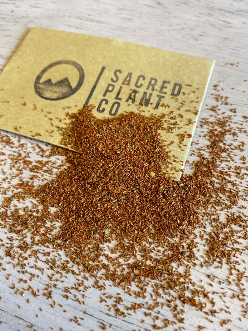 Eucalyptus Tree Seeds Eucalyptus Globulus Tree Seeds Etsy Hong Kong