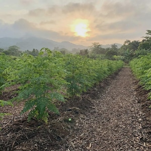 May include: Rows of vibrant green moringa trees planted in dark soil, stretching toward a distant mountain range under a soft, hazy sunrise. The ground between the rows is covered with brown mulch, leading the eye toward the horizon.