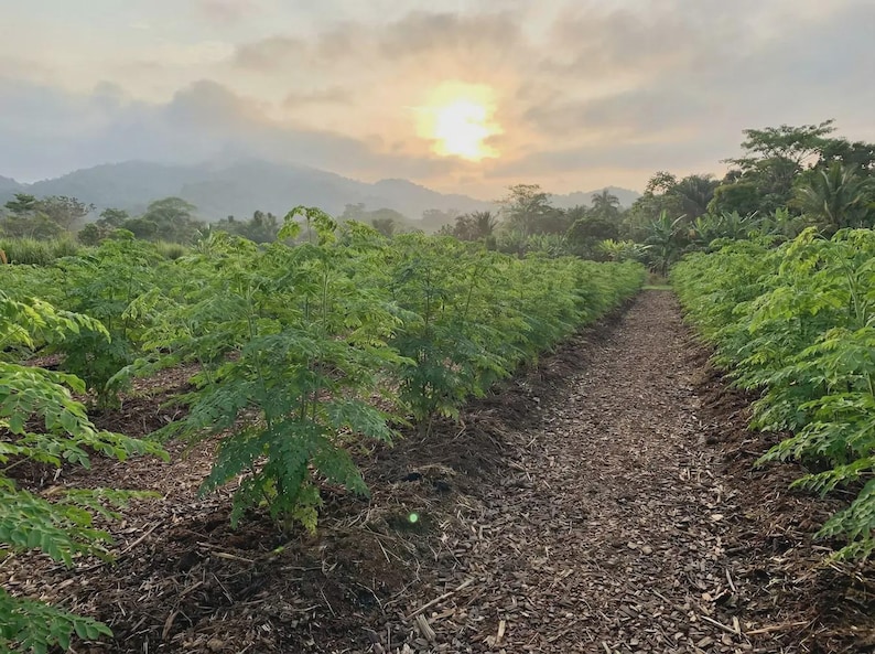 May include: Rows of vibrant green moringa trees planted in dark soil, stretching toward a distant mountain range under a soft, hazy sunrise. The ground between the rows is covered with brown mulch, leading the eye toward the horizon.