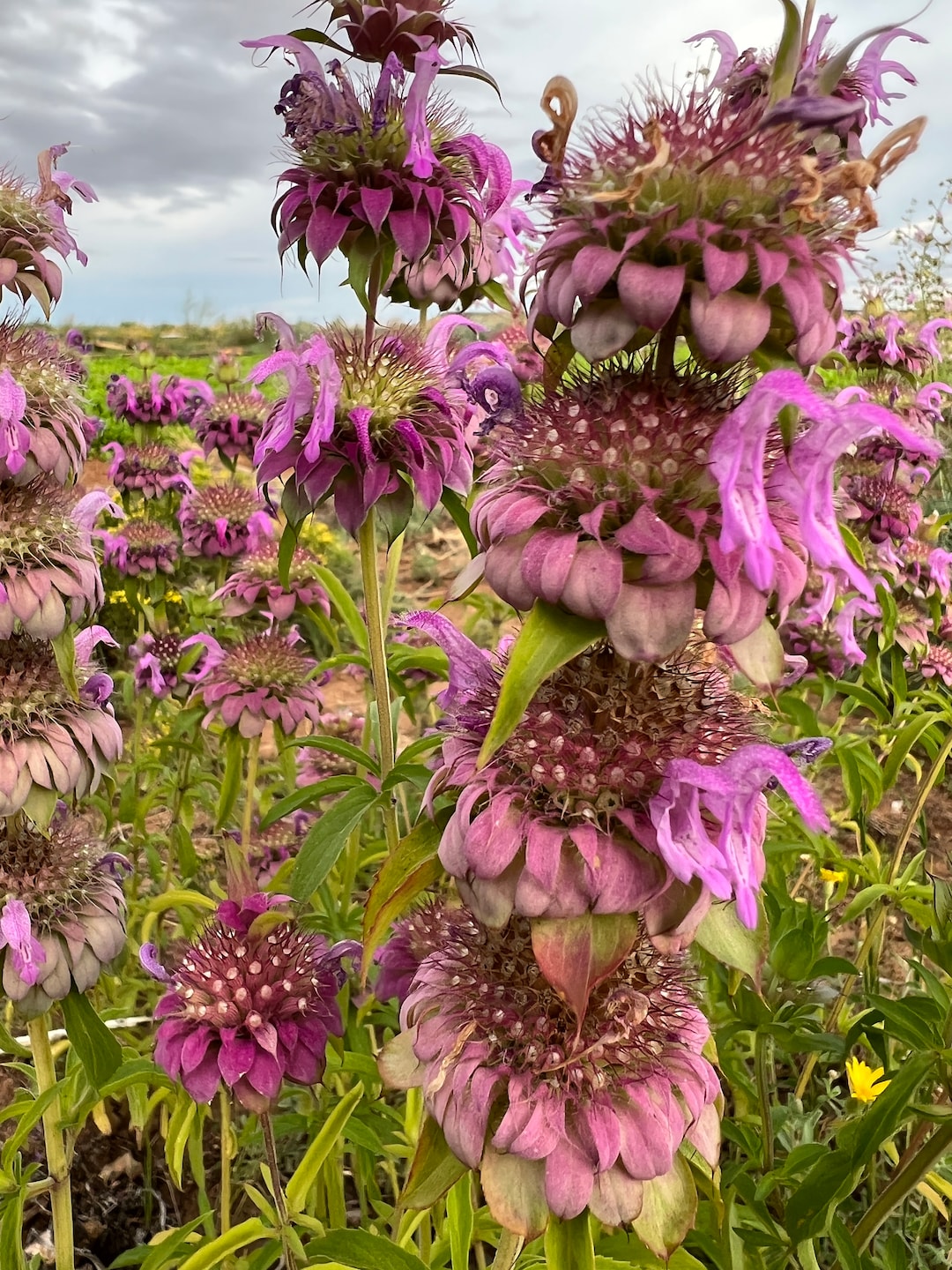 Artistic Lemon Bee Balm Artwork Nature Artistic Lemon Bee Balm Artwork Nature