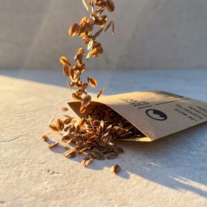 Falling Giant Sequoia seeds above Sacred Plant Co envelope in golden sunlight.