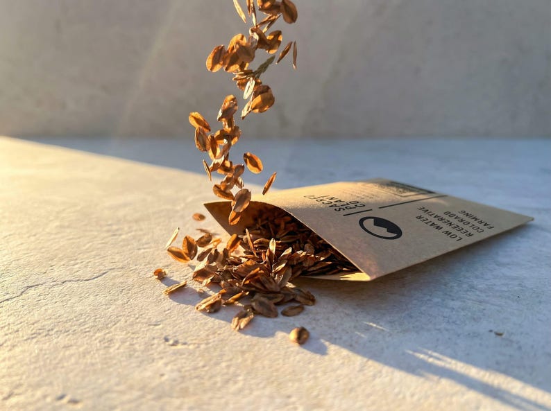 Falling Giant Sequoia seeds above Sacred Plant Co envelope in golden sunlight.