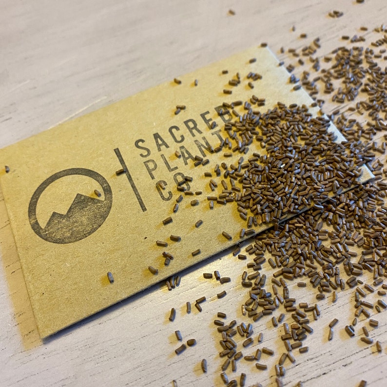 Strawflower Seeds Strawflower Seed Mix Bulk Strawflower Etsy