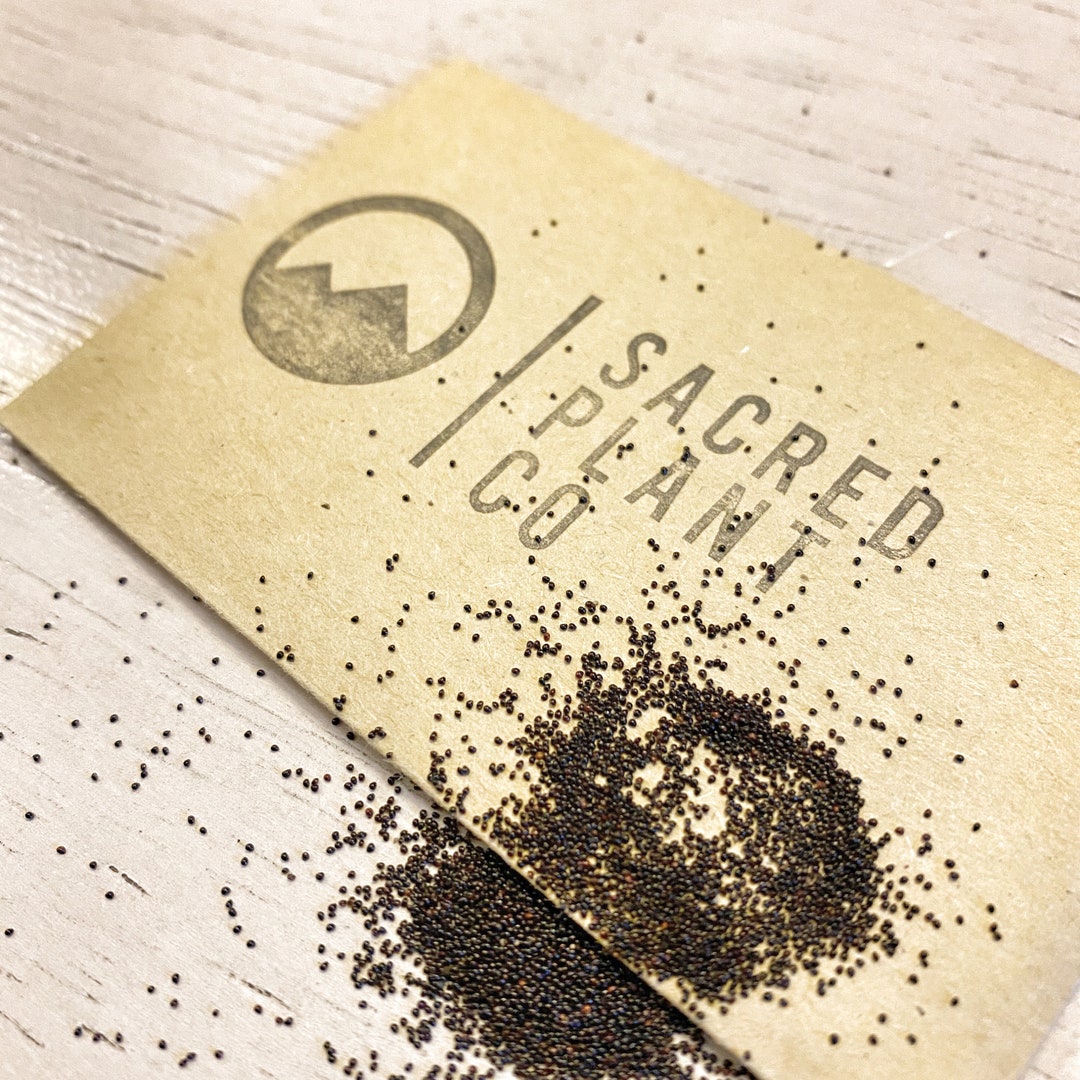 Rupturewort Seeds Green Carpet Seeds Ground Cover Seeds Herniaria