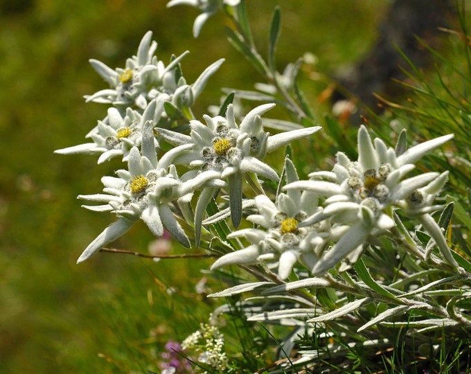 Edelweiss Seeds Leontopodium Alpinum Seeds Swiss Alps Edelweiss Seeds