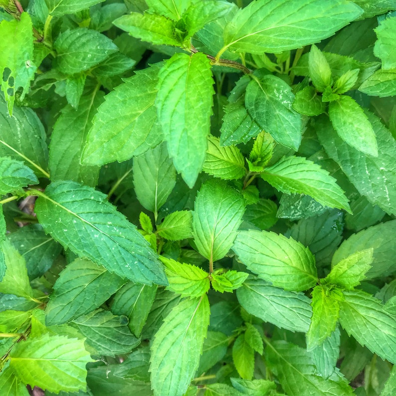Peppermint Seeds Peppermint Plant Seeds Peppermint Herb Etsy