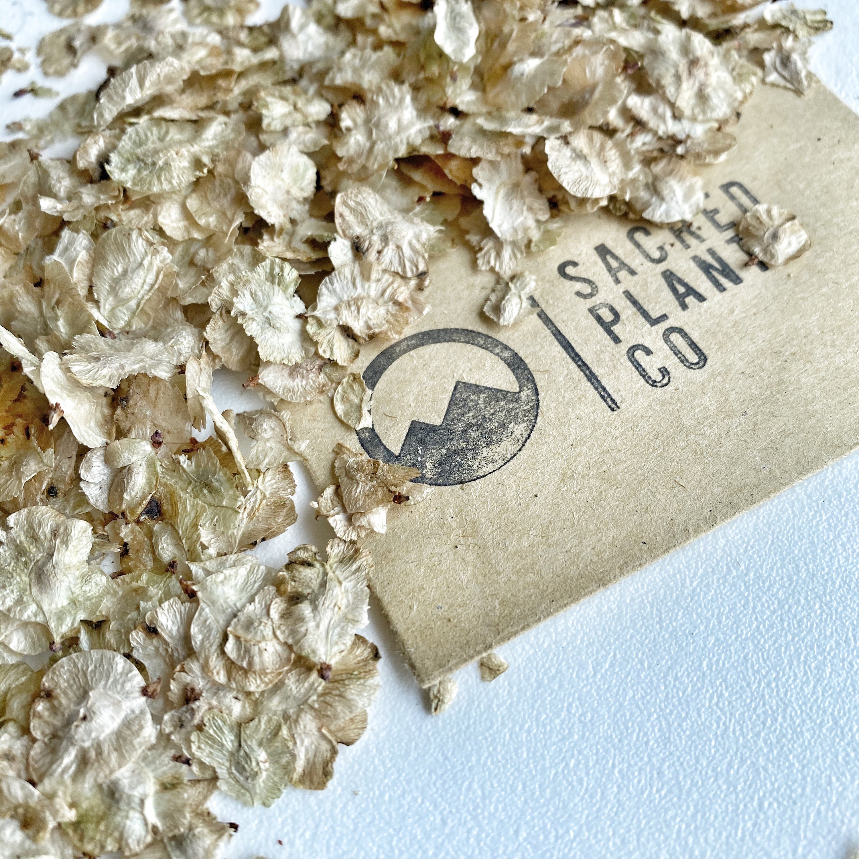 Siberian Elm Tree Seeds Chinese Elm Tree Seeds Dwarf Elm - Etsy UK