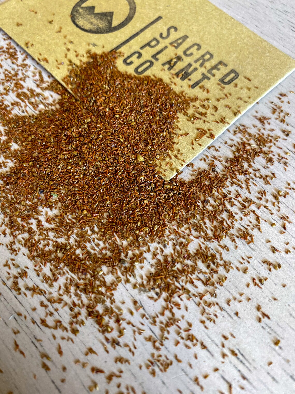 Eucalyptus Tree Seeds Eucalyptus Globulus Tree Seeds Etsy