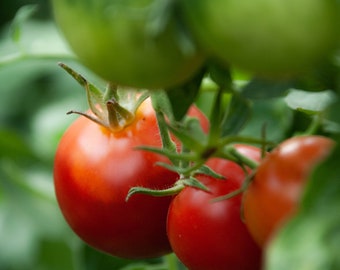 Heirloom Tomato Seeds | Bulk Heirloom Tomato Seeds | Sacred Plant Co Tomato Seeds | Crack Resistant Tomato Seeds