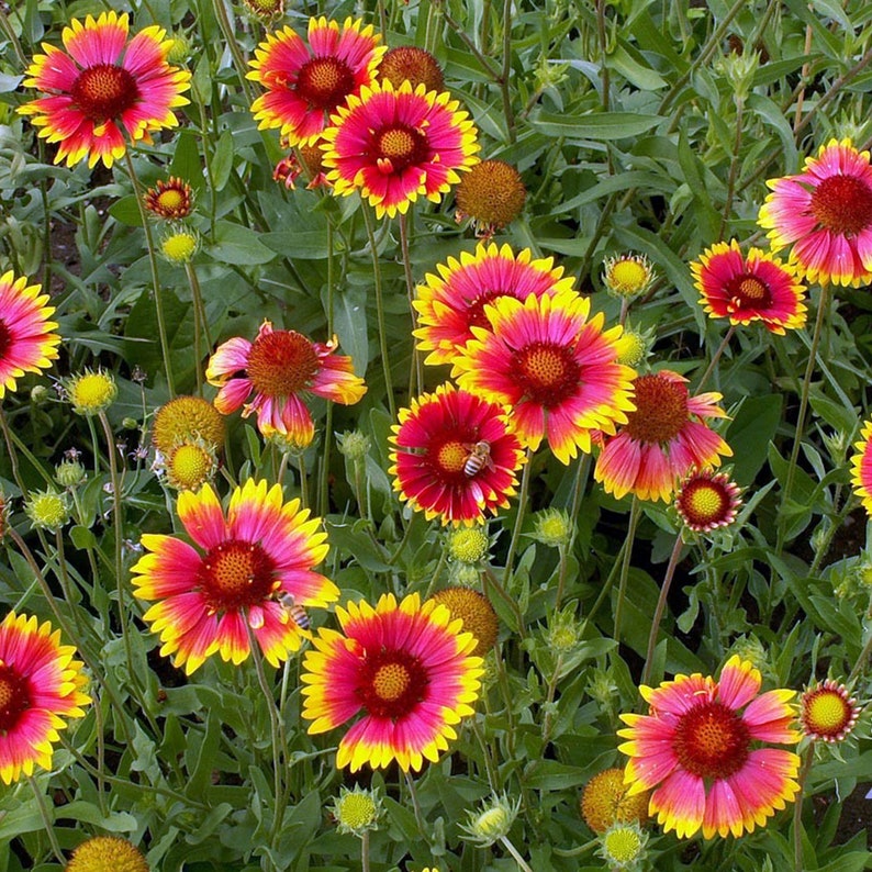 Southwest Bulk Wildflower Seed Mix Sacred Plant Co Bulk Etsy