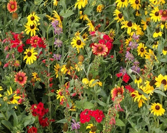 Texas Oklahoma Wildflower Seed Mix | Sacred Plant Co Texas Oklahoma Wildflower Seed Mix |