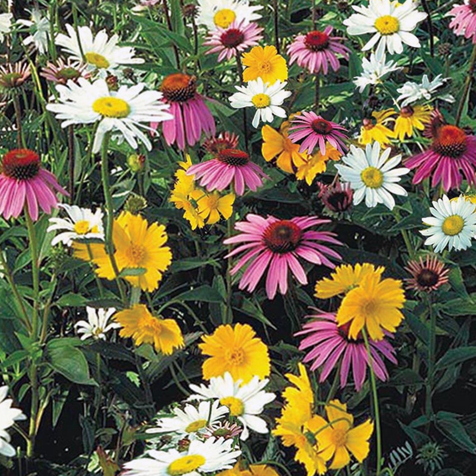 Southwest Bulk Wildflower Seed Mix Sacred Plant Co Bulk Etsy