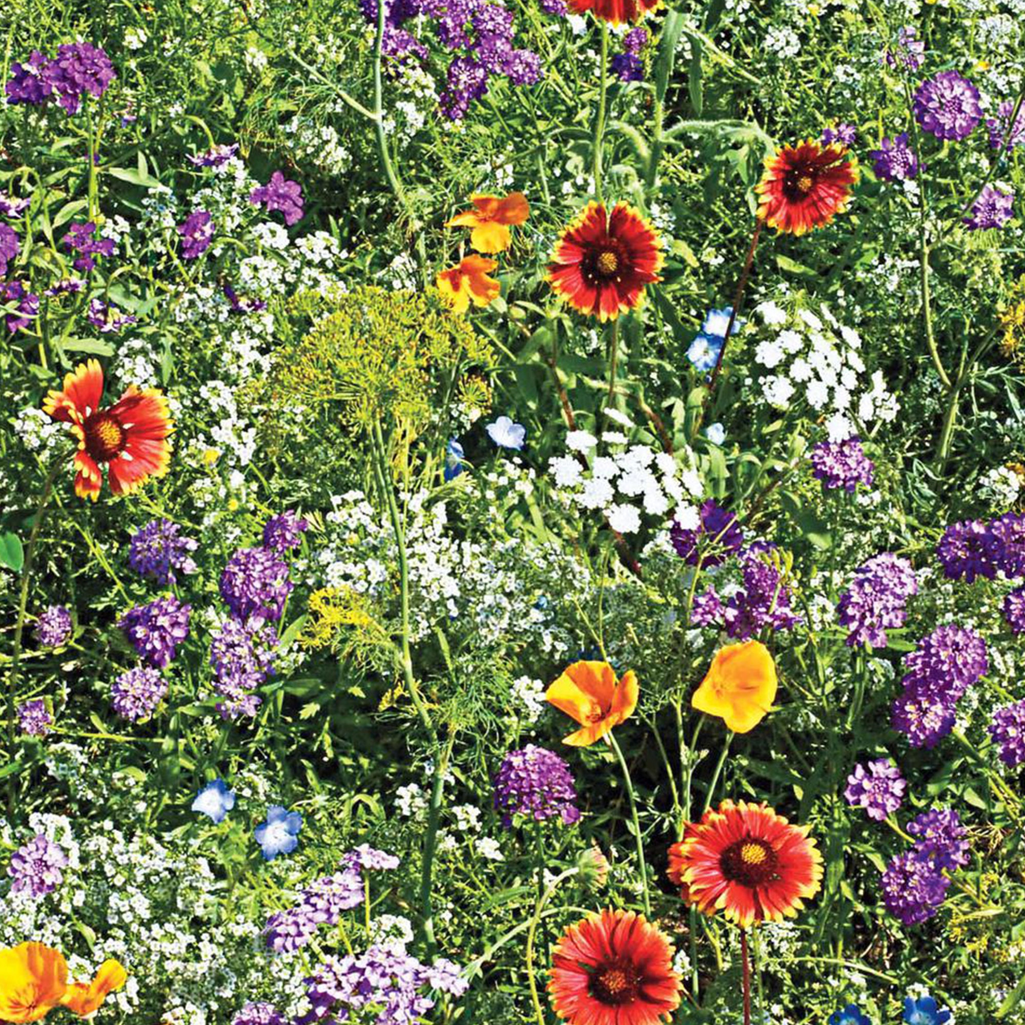 Silver Falls Seed Company - Orange Wildflower Mix