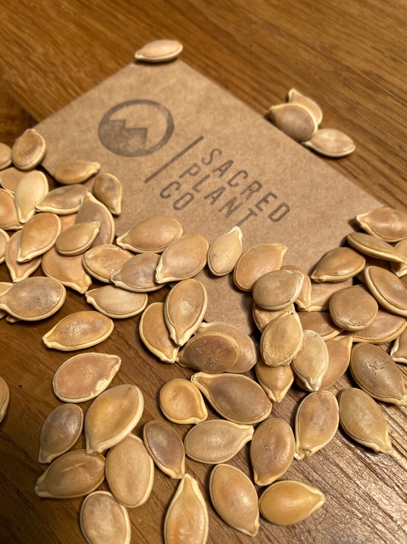 Fairytale Pumpkin Seeds Musque De Provence Pumpkin Seeds Etsy