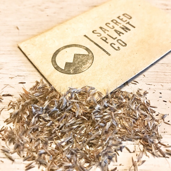 Cymbopogon citratus Lemon Grass 20 Seeds Citronella lemon grass