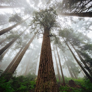 Giant Sequoia Redwood Trees.