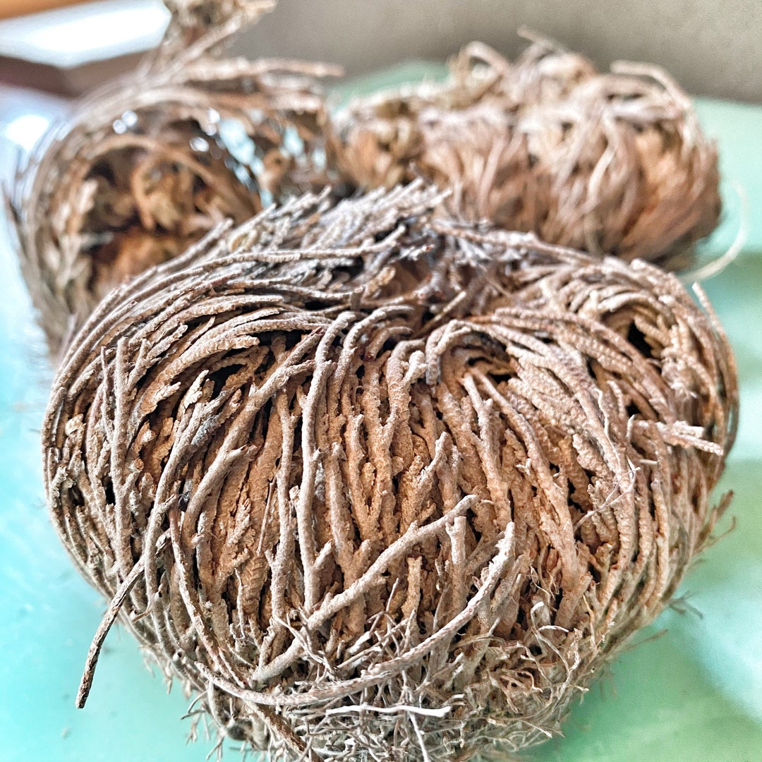 Rose of Jericho, Bring Your Hair Back to Life
