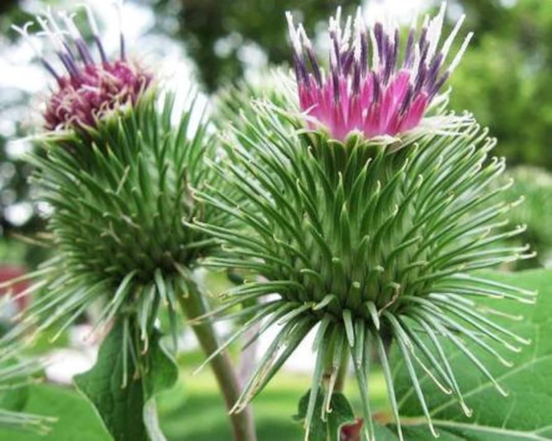 Great Burdock Seeds Arctium Lappa Seeds Burdock Root Plant - Etsy Singapore Great Burdock Seeds Arctium Lappa Seeds Burdock Root Plant - Etsy Singapore
