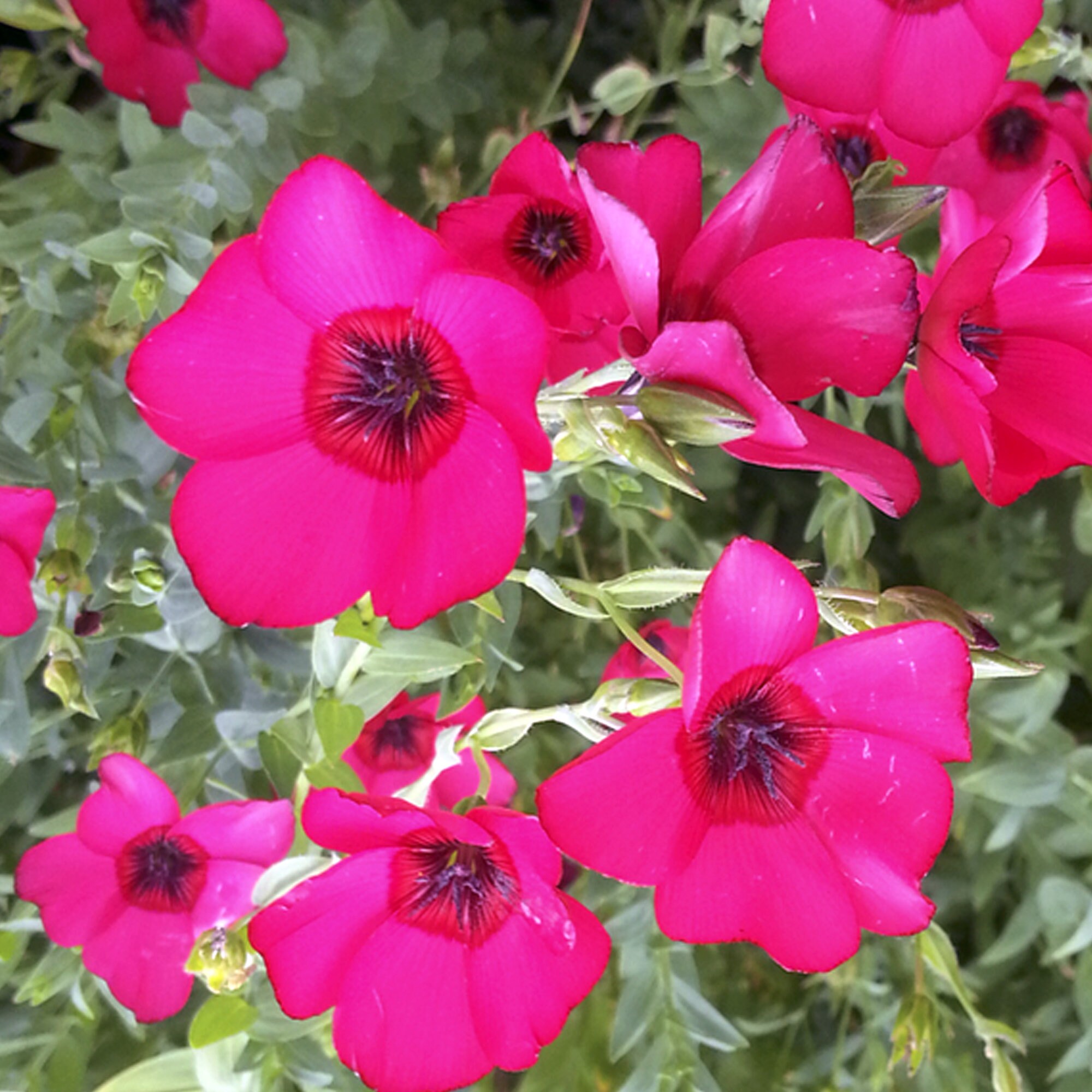 Southwest Bulk Wildflower Seed Mix Sacred Plant Co Bulk Etsy