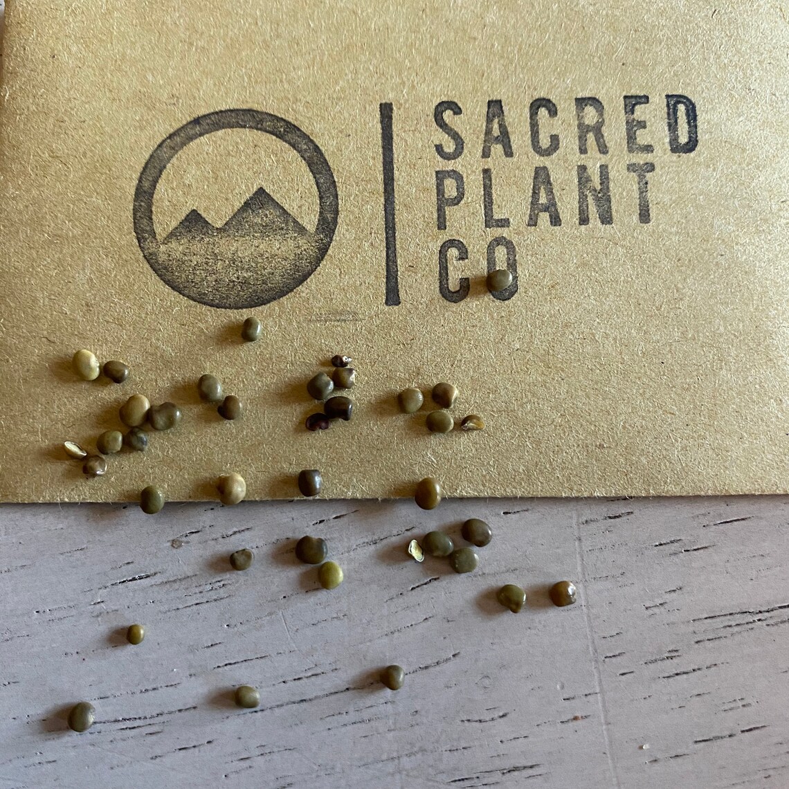 Licorice Seeds Licorice Root Seeds Glycyrrhiza Glabra Etsy