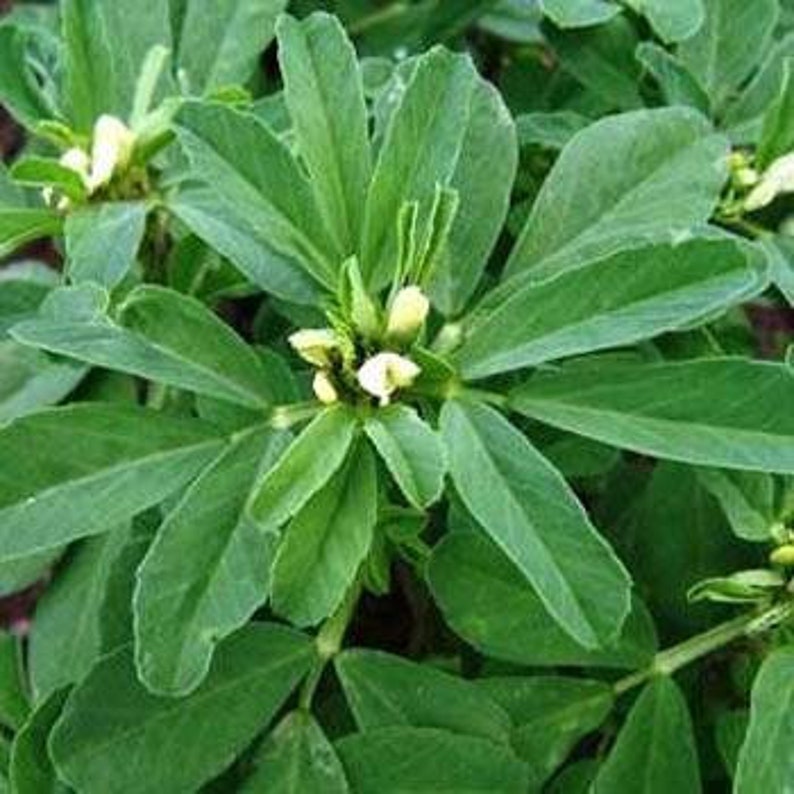 Fenugreek Seeds Trigonella Foenum Seeds Fenugreek Plant Etsy