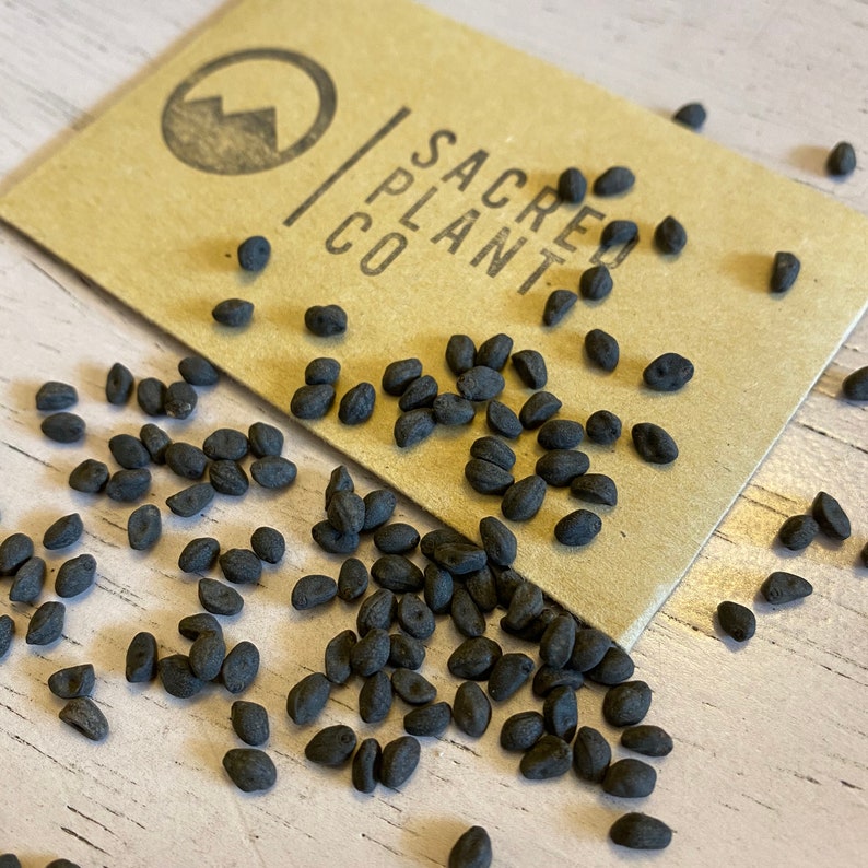 Cardinal Climber Vine Seeds Ipomoea Quamoclit Cardinalis | Etsy