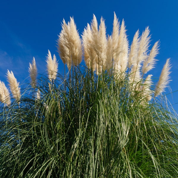 Pampas Grass Seeds | Uruguayan Pampas Grass Seeds | Cortaderia selloana Seeds | Ornamental Pompas Grass Seeds |