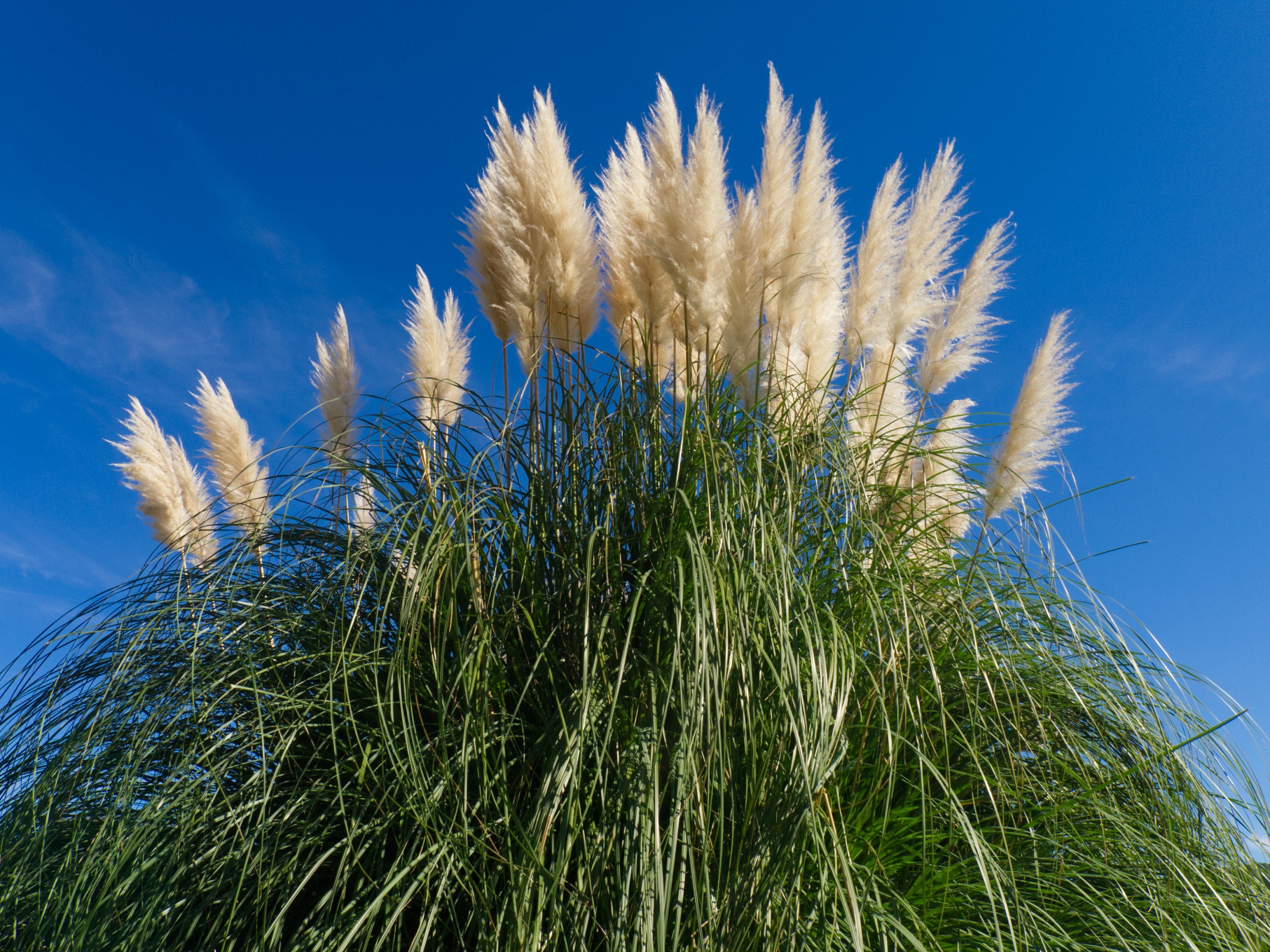 Pampas Grass Seeds Uruguayan Pampas Grass Seeds Cortaderia