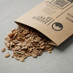 Close-up of Giant Sequoia seeds spilling from kraft envelope on concrete.